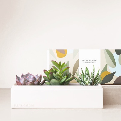 Succulent Plants - Jewel Garden Gift Set