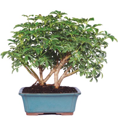 Bonsai Tree for Begginers