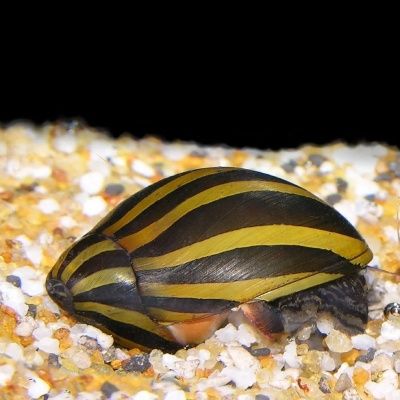 Zebra Snails - Live Freshwater Aquarium 