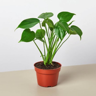 Houseplant - Choose from a Variety